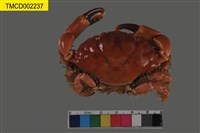 藏品(光手滑面蟹)的圖片